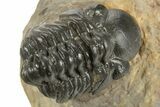 Detailed Reedops Trilobite - Atchana, Morocco #323595-1